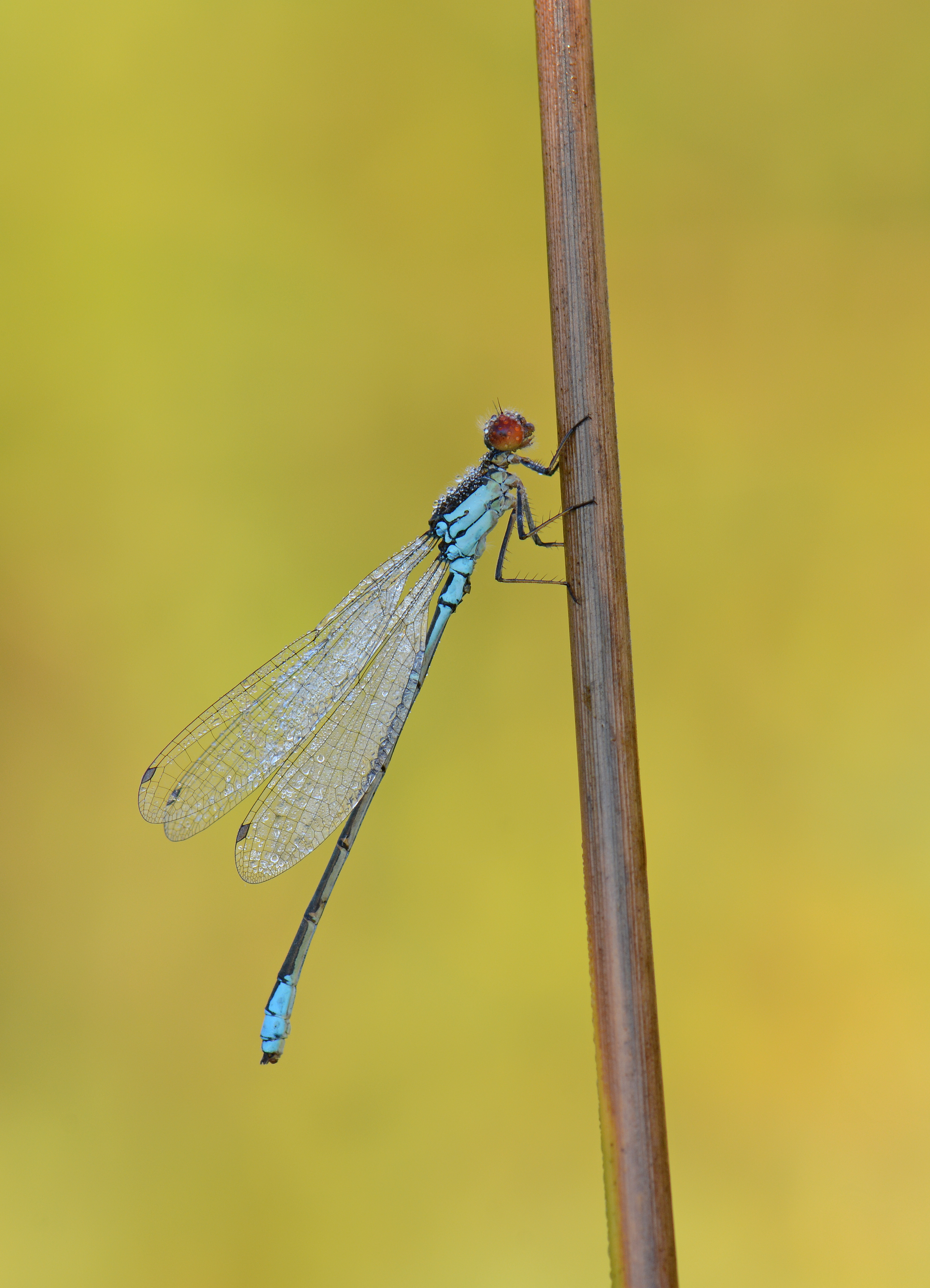 Kleine Roodoogjuffer Erythromma viridulum Reuver2.jpg